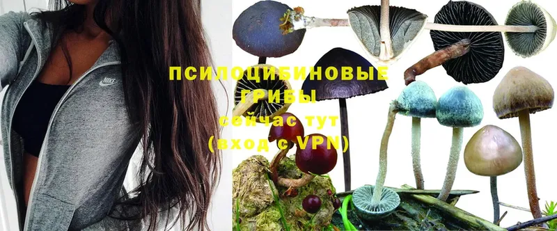 Галлюциногенные грибы Magic Shrooms  где купить наркоту  кракен сайт  Дубовка 